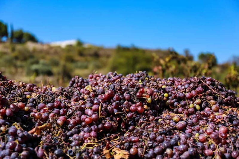Paphos: Wine Tour – Vineyards, Tastings & Scenic Views - How the price compares with doing it yourself