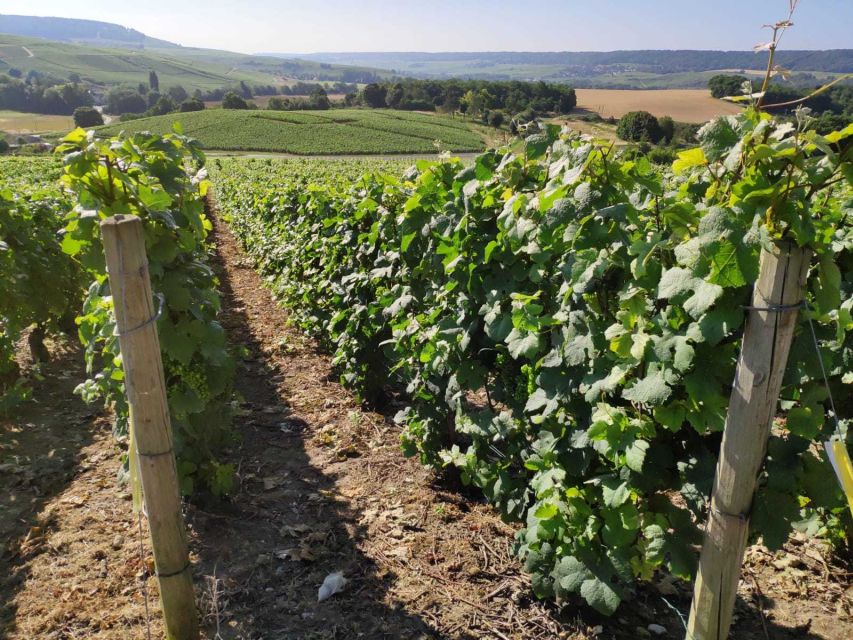 Paris: Private Epernay Trip with Champagne Vineyard Tastings - Timing, comfort, and practical limits