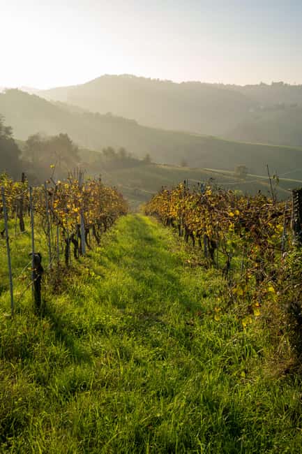 Parma: Visit the Vineyard and Taste 5 Local Wines - Key points at a glance