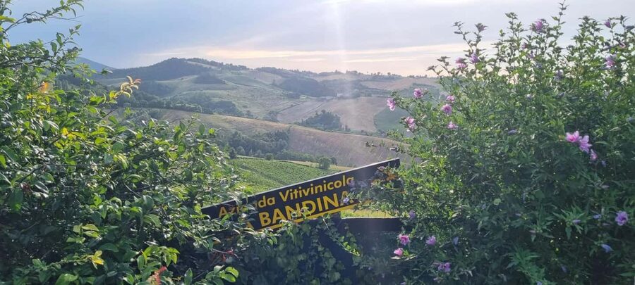 Parma: Visit the Vineyard and Taste 5 Local Wines - Inside the family-run winery