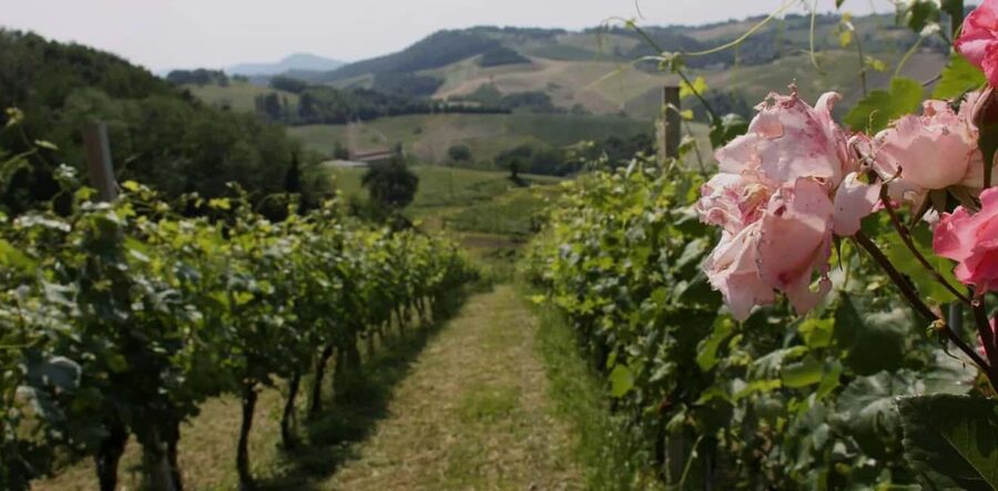 Parma: Visit the Vineyard and Taste 5 Local Wines - Walking through an organic and biodynamic vineyard