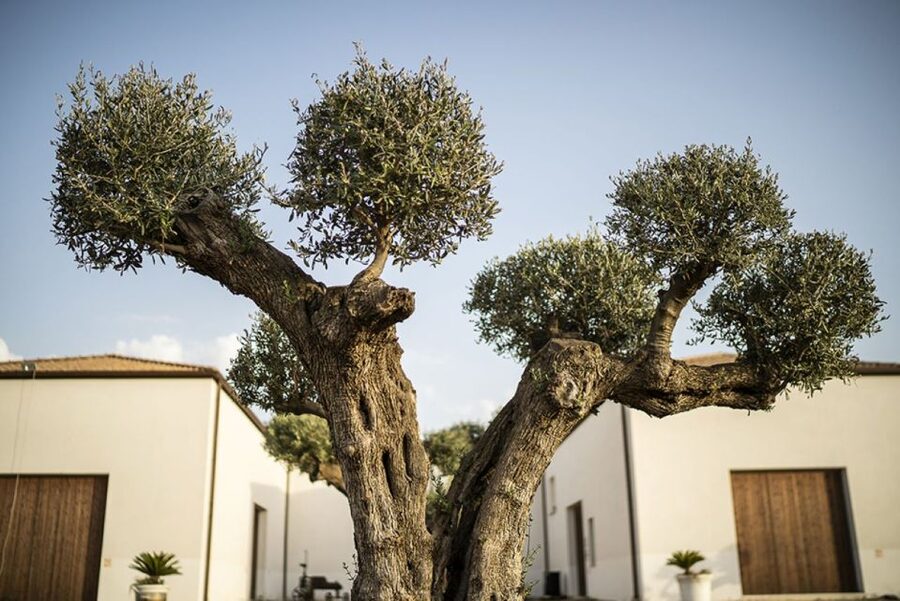 Partinico: Historic Sicilian Vineyard & Wine Tasting Tour - A country winery with a royal connection