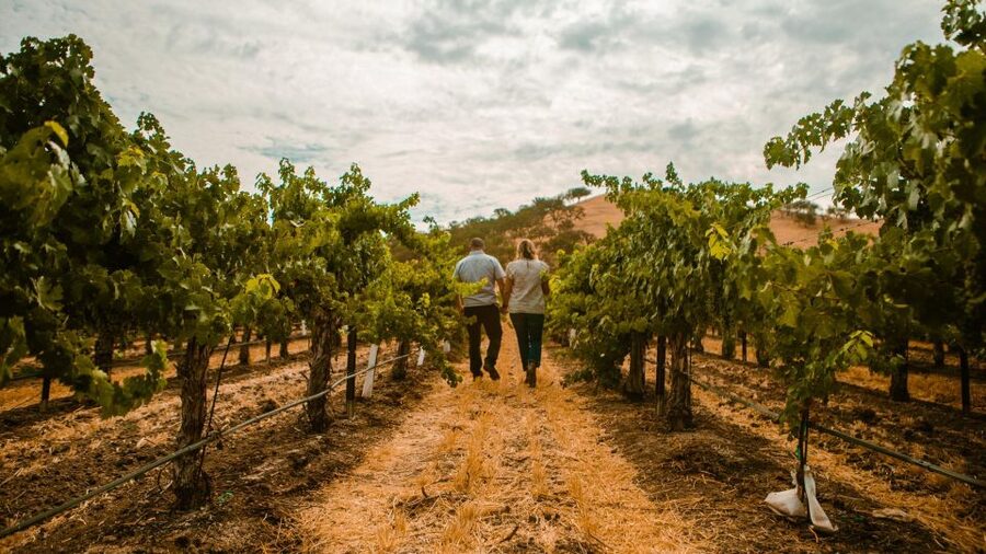 Paso Robles: Scenic Sidecar Vineyard Tour - Practical Details Before You Book