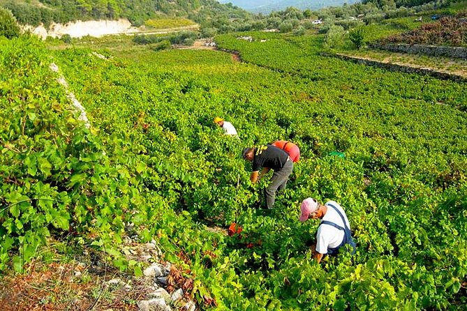 Peljesac Vineyards & Oysters - Private Day Trip from Dubrovnik-Mercedes Vehicle - Three Peljesac wineries, three chances to shape the day