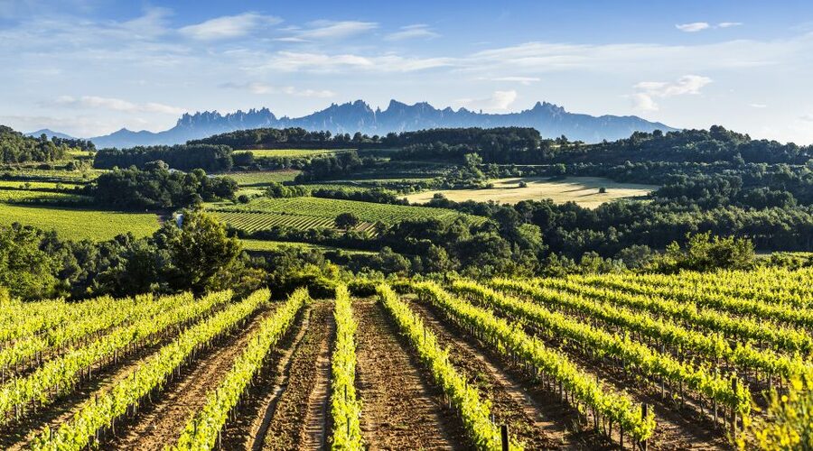 Penedès/BCN: Self-Guided eBike Tour with guided Winery Visit - Practical ways to make the day work better