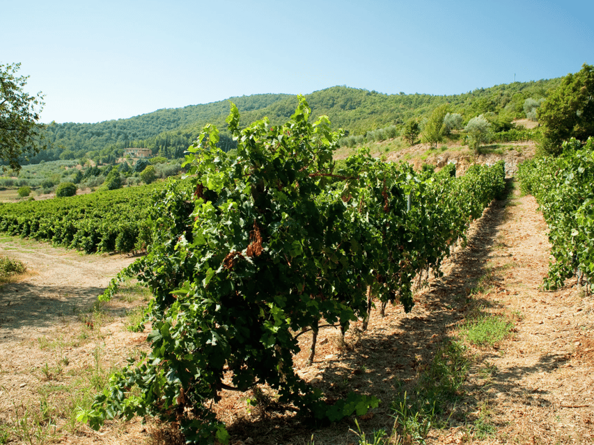 Perugia Winery Visit & Tasting near the Lake Trasimeno - Inside the historic cellar and wine-making areas