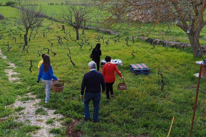 Picnic aperitif in the vineyard of an ancient trullo in Martina Franca - Walking among the Susumaniello vines