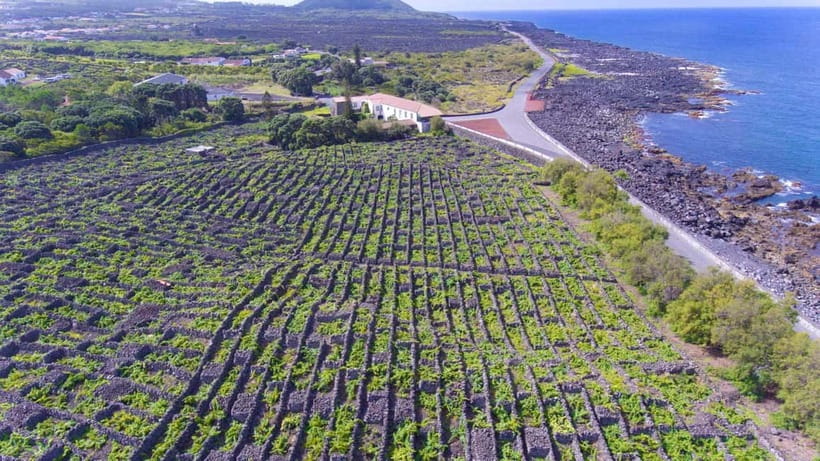 Pico Island: Wine and Vineyards Tour with Tasting - Why Pico’s vineyards look unlike ordinary wine country