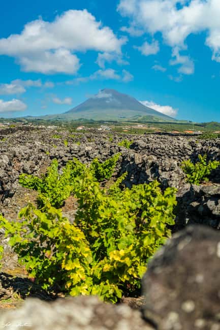 Pico Island: Wine and Vineyards Tour with Tasting - Inside a wine cooperative founded in 1949