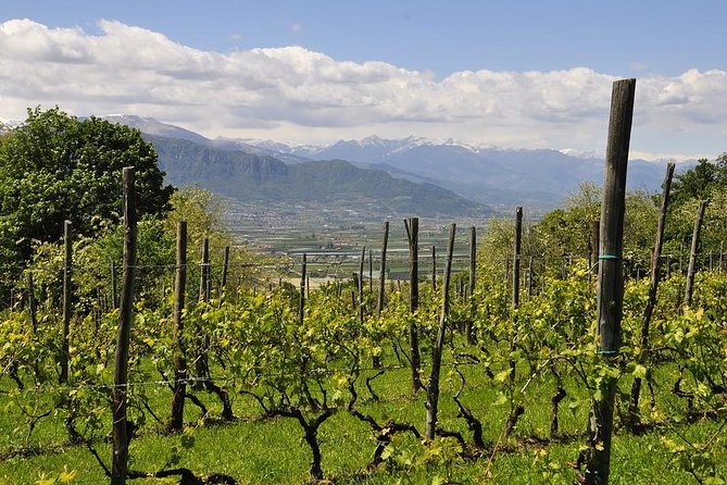 Piemonte Vineyards by Yourself from Turin - Business Car with English Chauffeur - Leaving Turin for Piedmont’s wine country