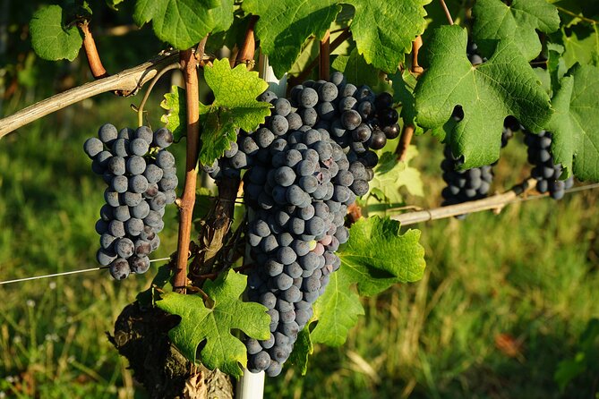 Piemonte Vineyards by Yourself from Turin by Luxury Van with English Chauffeur - Arranging a cellar tasting