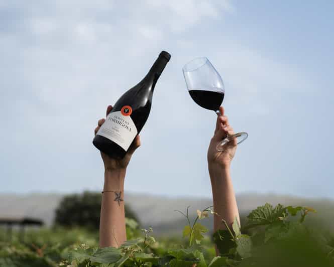 Pinhão: Quinta da Formigosa Vineyard Tour and Wine Tasting - The 15-minute vineyard walk
