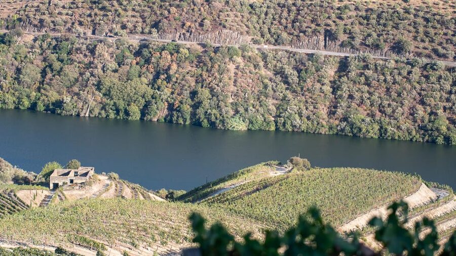 Pinhão: Quinta da Formigosa Vineyard Tour and Wine Tasting - Small details that improve the visit