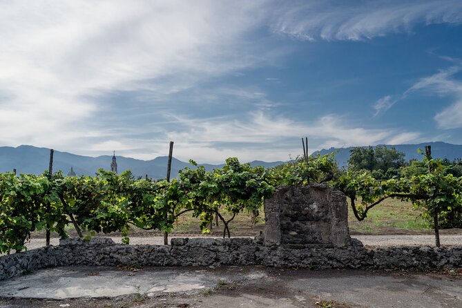 Pompeii Vineyard Escape: Private Wine Tasting & Lunch - What you actually eat at lunch
