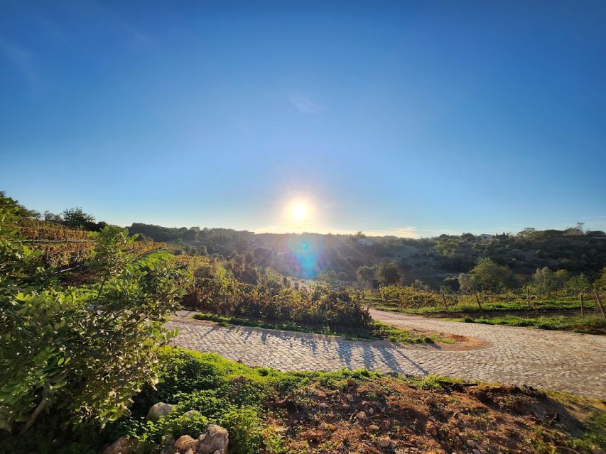 Porches: Algarve Vineyard Tour and Wine Tasting Experience - Why this Porches vineyard visit works