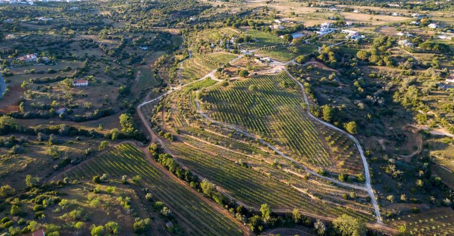 Porches: Algarve Vineyard Tour and Wine Tasting Experience - Meeting the family behind the wine