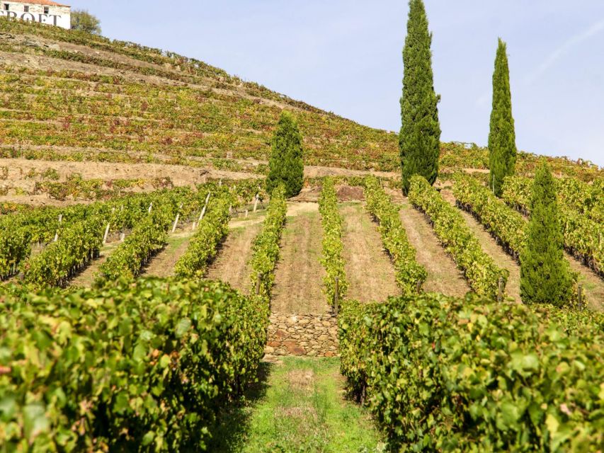Porto: 3 Wine Regions & Farm Lunch with Views Small-Group - Why this Douro Valley day works so well from Porto