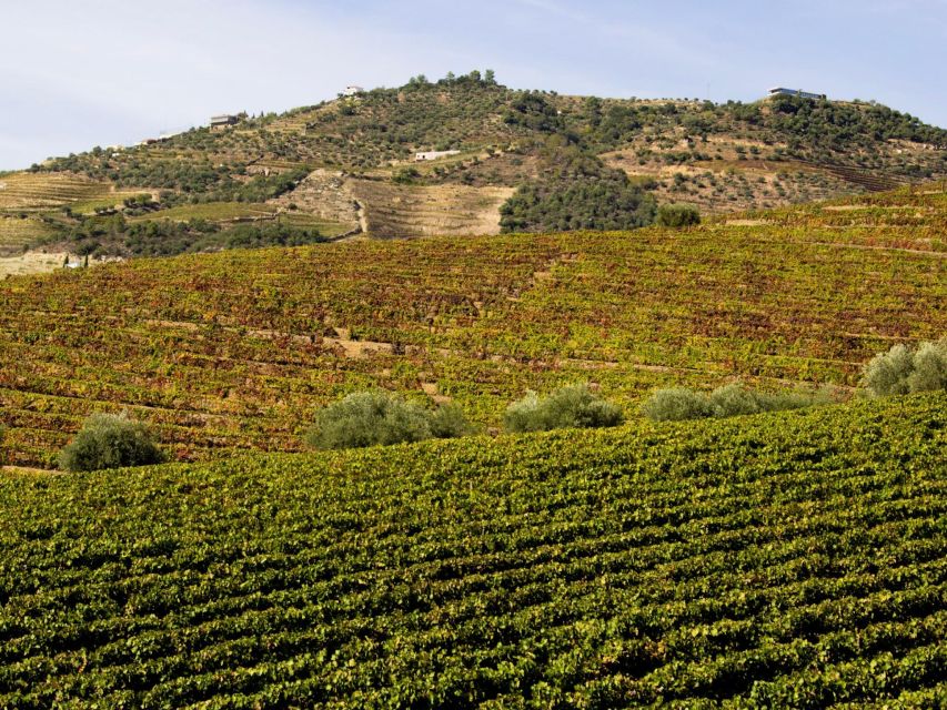Porto: 3 Wine Regions & Farm Lunch with Views Small-Group - What the guides add to the day