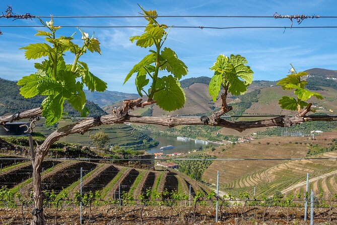 Porto: Douro Valley, 2 Wine Regions, Sommelier, Boat Trip & Lunch - What the small group changes