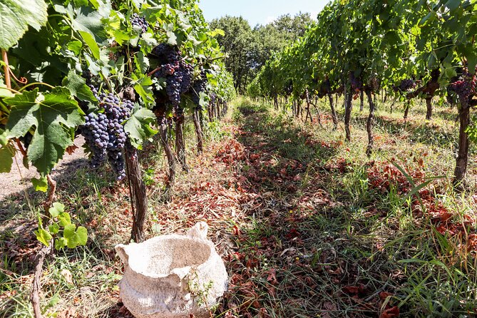 Porto: Douro Valley, 2 Wine Regions, Sommelier, Boat Trip & Lunch - Is the $135.16 price fair?