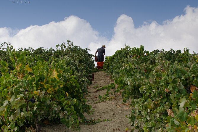 Private Cretan Gastronomic experience Winery visit with Tastings & Cooking Class - What the private format is worth