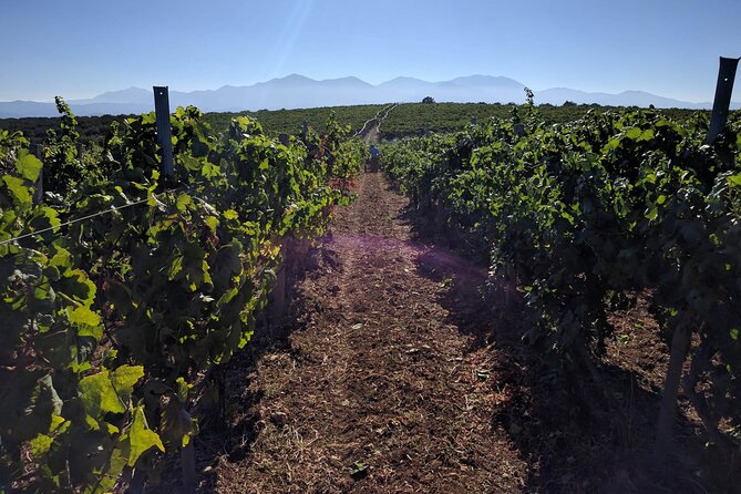 Private Cretan Gastronomic experience Winery visit with Tastings & Cooking Class - Who should book this experience