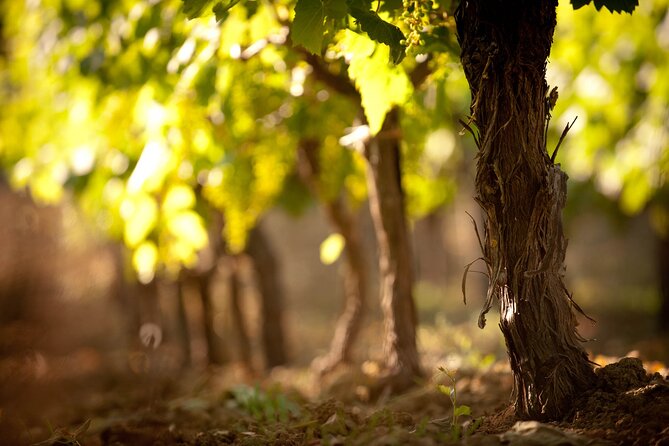 Private Cretan Gastronomic experience Winery visit with Tastings & Cooking Class - Timing, transport, and practical details