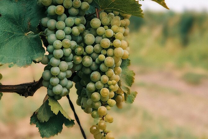 Private Day Trip to Kakheti Wine Region Including Wine Tasting - Why Kakheti makes a good day outside the capital