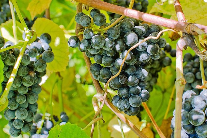 Private Day Trip to Missouri Wine Country - Noboleis Vineyards focuses on Missouri grape varieties