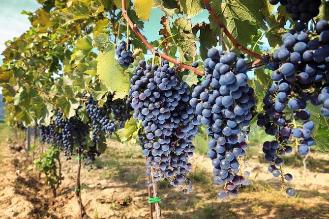 Private daytrip to Siena & Chianti wine country, with wine tasting from Florence - Panzano and the road through the vineyards