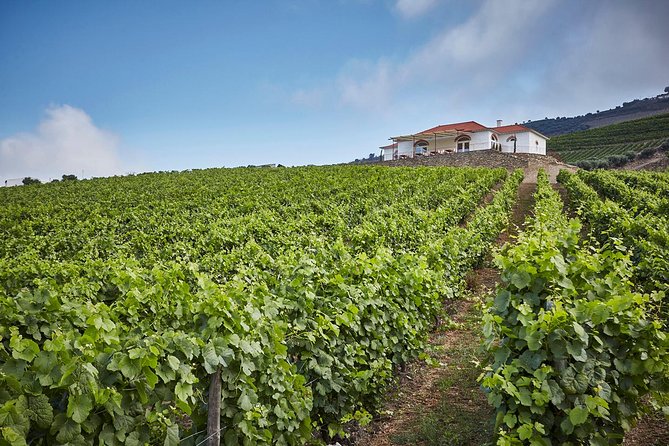 Private Douro Valley visit to three vineyards with Lunch from Porto - Sabrosa winery lunch