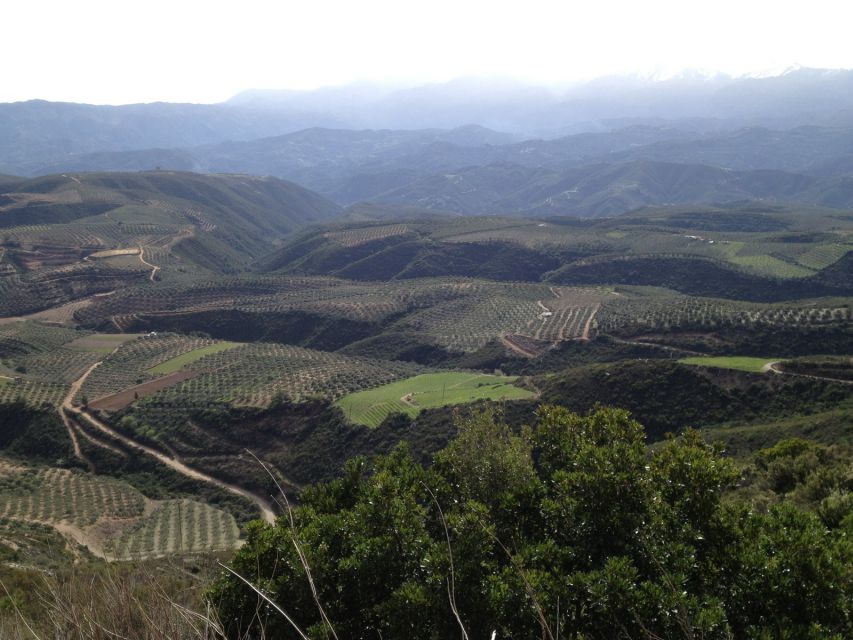 Private Exclusive Manousakis Winery and Vineyard Tour - Why this winery trip feels different from a standard tasting