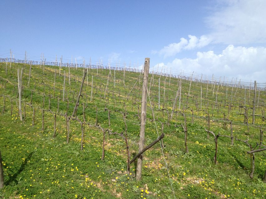 Private Exclusive Manousakis Winery and Vineyard Tour - Two and a half hours at Manousakis Winery
