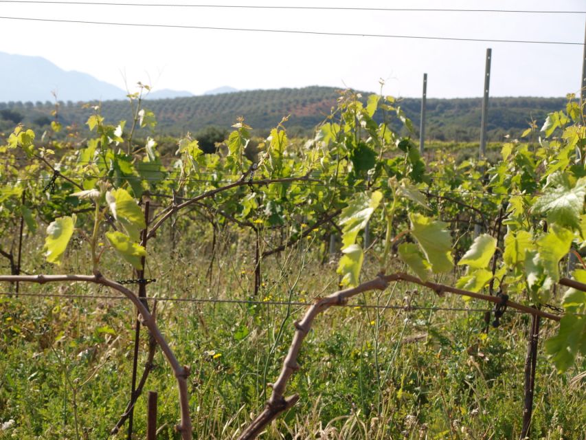 Private Exclusive Manousakis Winery and Vineyard Tour - What the $565 price really buys you