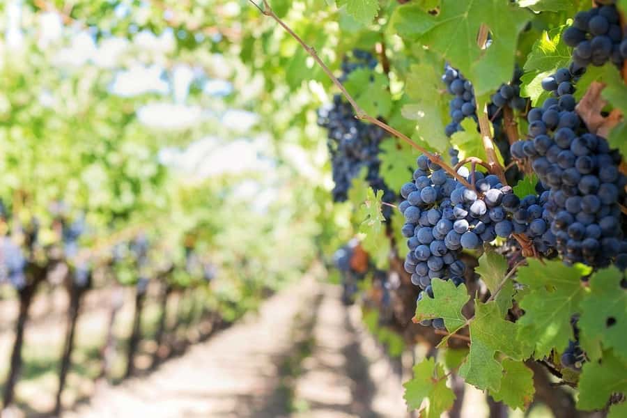 Private Full-Day Winelands Tour in Stellenbosch - A full wine day from Cape Town