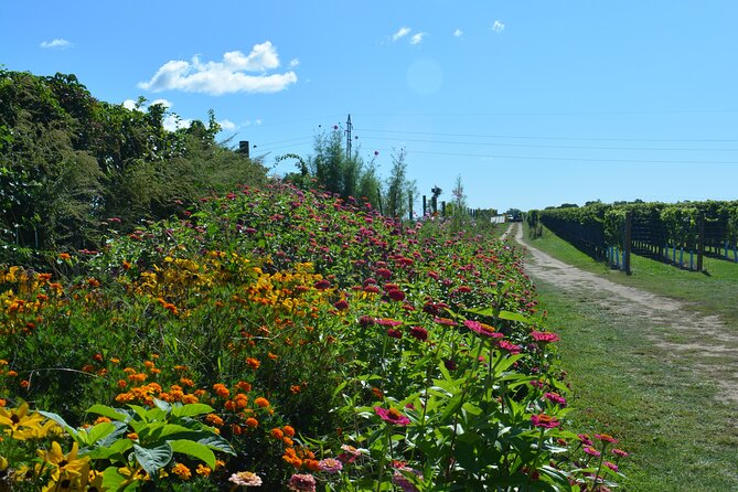 Private Guided Wine Country Bike Tour in Mattituck - Lunch options beside Peconic Bay