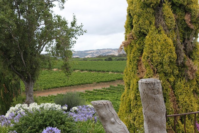 Private McLaren Vale Wine Region Tour from Adelaide - The BMW 5 Series makes the driving easy