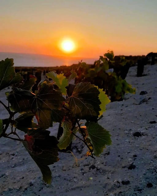 Private organic vineyard visit with liqueur tasting - Booking details and practical value
