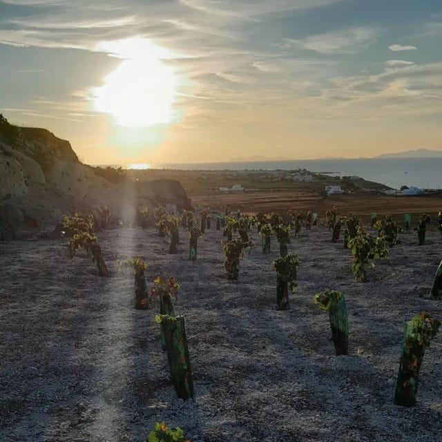 Private organic vineyard visit with liqueur tasting - Seeing the first organic black raisin vineyard