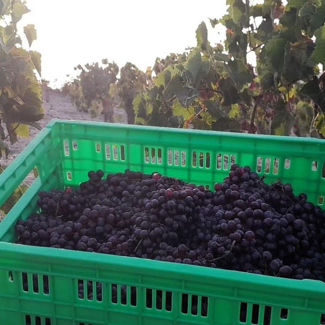 Private organic vineyard visit with liqueur tasting - Who should book this experience