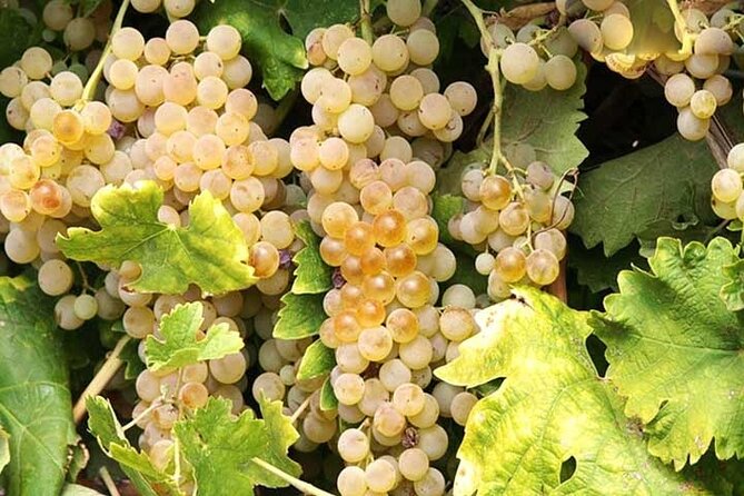 Private Orvieto Daytrip from Rome with Winery Visit - Deciding on the optional winery lunch