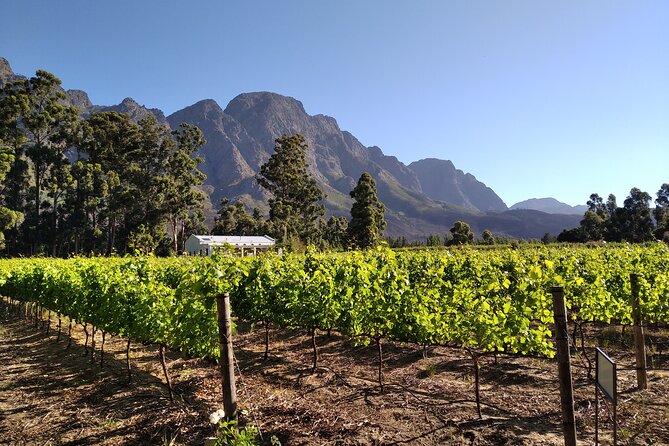 Private Package to Finest Vineyards - Stellenbosch pickup - Waterford feels like an Italian courtyard in South Africa