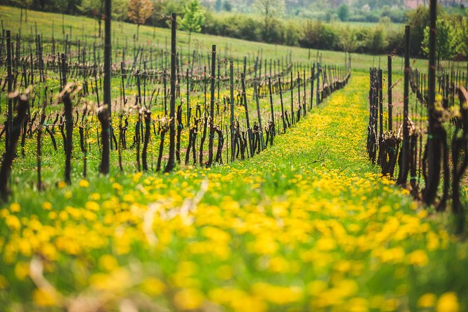 Private PICNIC in Bohemian Vineyards and Wine Tasting 4WD Tour - What the price means at $372.07 per person