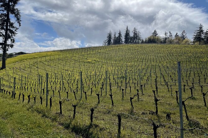 Private Sommelier-led Sonoma or Napa Wine Country Tour in VW Van - Key points to know before booking