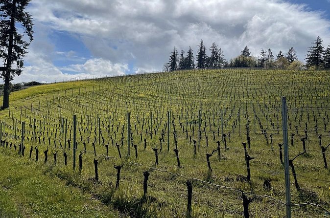 Private Sommelier-led Sonoma or Napa Wine Country Tour in VW Van - Sonoma and Napa, with the route shaped around you