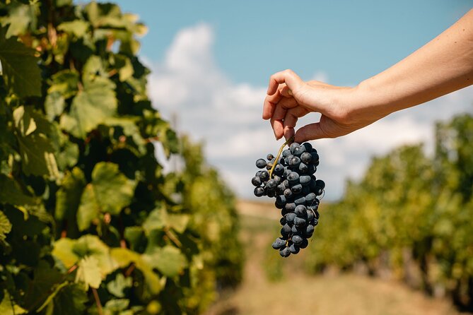 Private Tasting Expedition Along Romania’s Most Famous Wine Route - What the guide adds between the vineyards