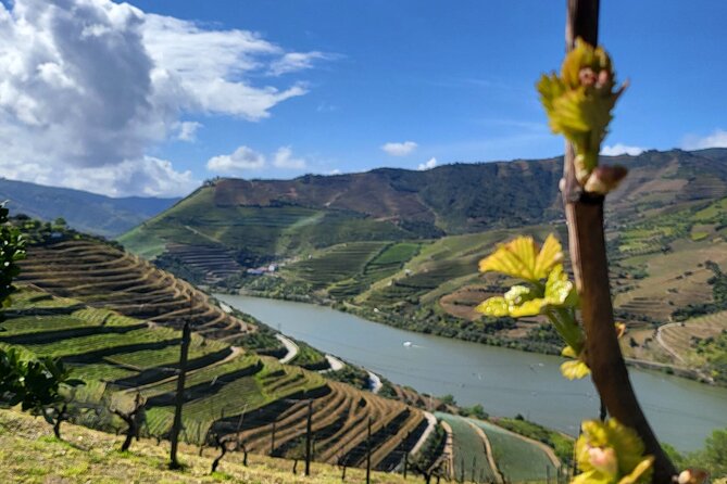 Private Taxi Tour in the Douro with a Visit to 2 Family Vineyards - Starting in Peso da Régua at 10:15 a.m.