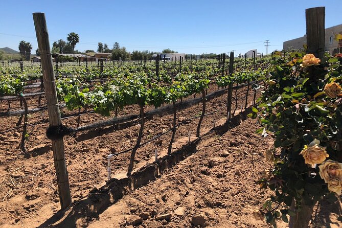 Private Tour in Guadalupe Valley, Vine Yards & Wine Route ENS MX - Tastings and lunch require extra planning