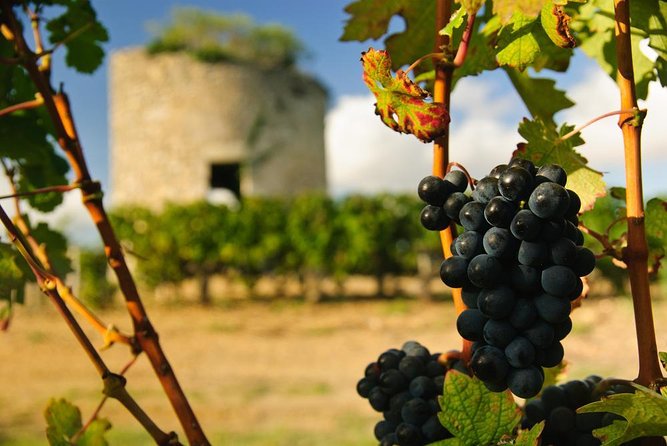 Private tour in the prestigious Médoc wine region - Key points to know before booking