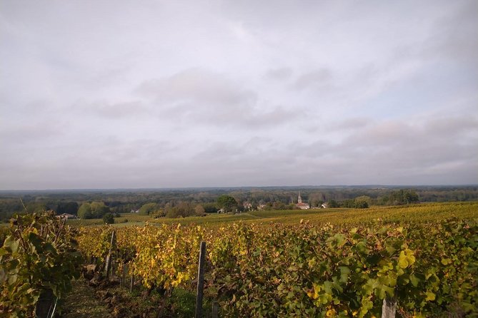 Private tour in the Sauternes wine region - discover Bordeaux sweet Crus Classés - Who will enjoy this Sauternes outing